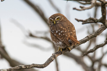 Ferruginous Pygmy owl, Glaucidium brasilianum, Calden forest, La Pampa Province, Patagonia, Argentina.