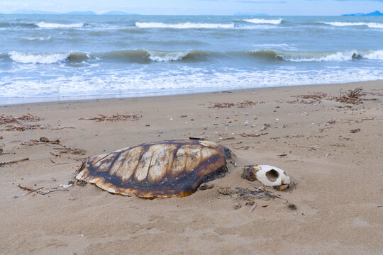 Old Sea turtle skeleton on the beach of Greece