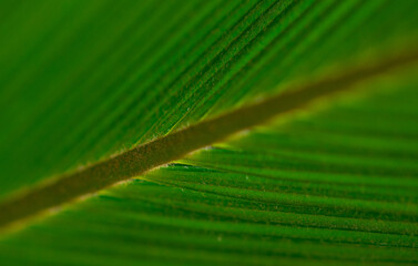 Date palm (Phoenix dactylifera) leaf detail. Green leaves of date palm close-up.