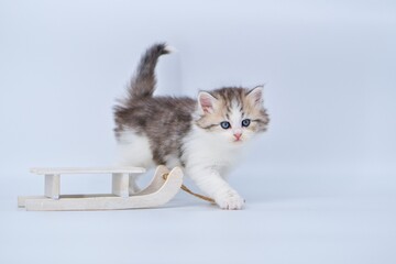 Siberian kitten on a colored background on a sled