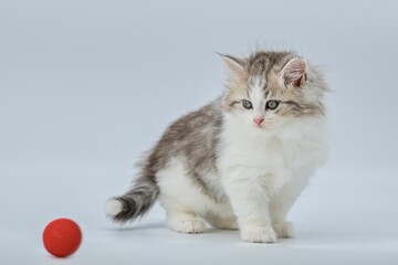 Siberian kitten on a colored background with a balloon