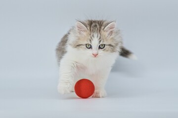 Siberian kitten on a colored background with a balloon