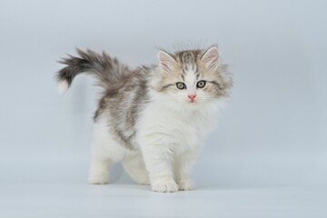 Siberian kitten on colored backgrounds
