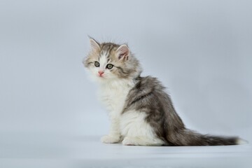 Siberian kitten on colored backgrounds
