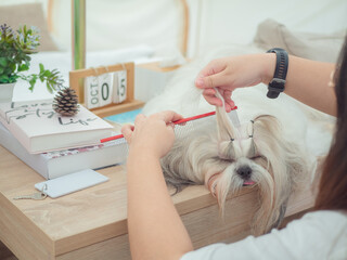 Shih Tzu has long white fur. Owner is combing the cute dog fur at home.