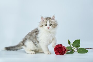 Siberian kitten on a colored background with roses