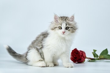 Siberian kitten on a colored background with roses