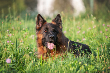 German shepherd dog in the grass