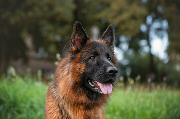 Portrait of a German shepherd in a park. Purebred dog.