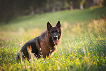 German shepherd dog in the grass