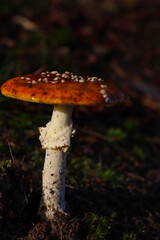 mushroom in the forest