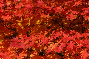 Autumn in Kyiv Botanical Garden, Ukraine