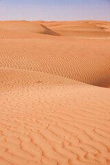 Undulating lines of sand cross the horizon sinuous sand dunes between light and shadow. Oman.