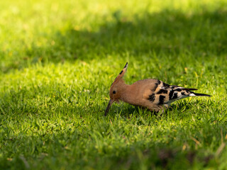 Solitary Hoopoe in an Open Field: Close-Up Nature Portrait