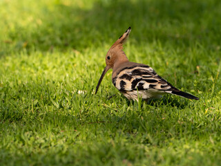 Solitary Hoopoe in an Open Field: Close-Up Nature Portrait © Xavier Balmes
