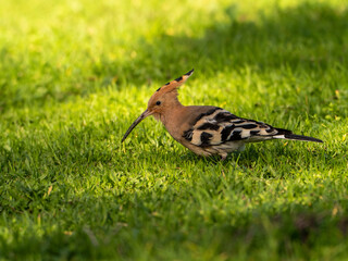 Solitary Hoopoe in an Open Field: Close-Up Nature Portrait