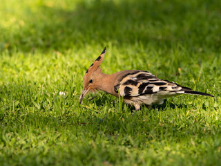 Solitary Hoopoe in an Open Field: Close-Up Nature Portrait