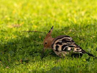 Solitary Hoopoe in an Open Field: Close-Up Nature Portrait