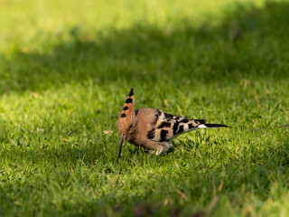 Solitary Hoopoe in an Open Field: Close-Up Nature Portrait