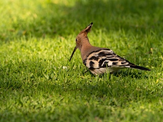 Solitary Hoopoe in an Open Field: Close-Up Nature Portrait