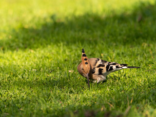 Solitary Hoopoe in an Open Field: Close-Up Nature Portrait