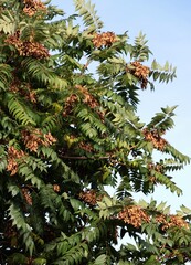 ash tree - Fraxinus excelsior tree with brown dry winged seeds 