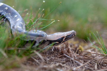 Phyton reticulatus aka Sanca Batik from Borneo Island