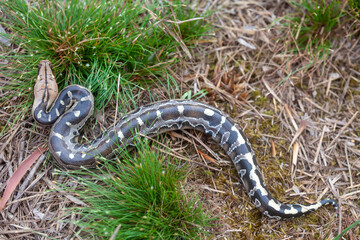 Phyton reticulatus aka Sanca Batik from Borneo Island