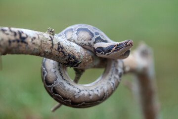 Phyton reticulatus aka Sanca Batik from Borneo Island