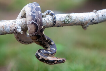 Phyton reticulatus aka Sanca Batik from Borneo Island