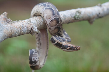 Phyton reticulatus aka Sanca Batik from Borneo Island
