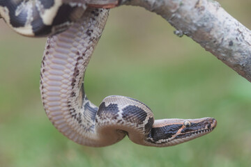Phyton reticulatus aka Sanca Batik from Borneo Island