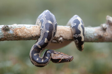 Phyton reticulatus aka Sanca Batik from Borneo Island