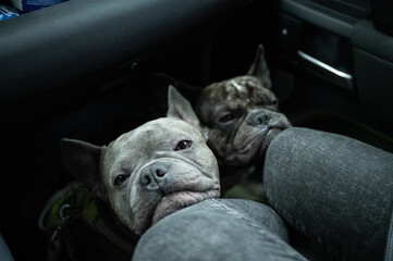 Two french bulldogs, travelling relaxed in the foot area of the passenger side in a car and resting their heads on the owners knees.