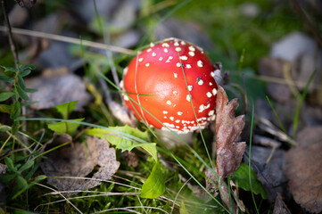 Bright red and poisonous toadstool in autumn in forest 