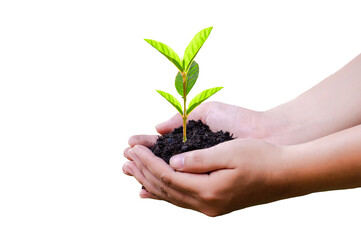 Fototapeta na wymiar hand holding a tree environment earth day white background isolate png image