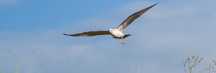 Blue sky with flying seagulls