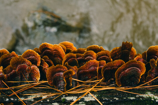 Macro shot of orange False Turkey Tail crust fungus growing on a rotting log in Chapel Hill, North Carolina