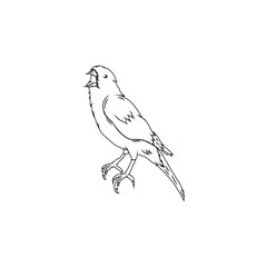 Line art of Canary bird