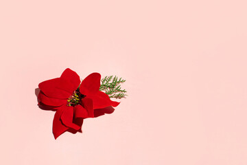 The poinsettia, traditional Christmas flower, minimalistic floral composition, pastel pink...