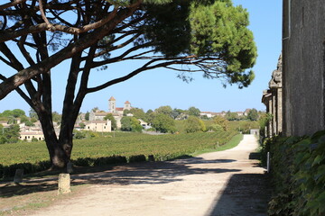 Vignes du domaine du Château Saint Georges