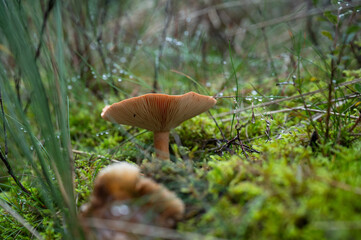 In autumn mushrooms sprout from the forest floor of nature