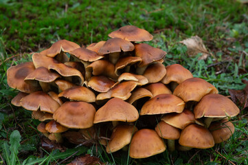 In autumn mushrooms sprout from the forest floor of nature