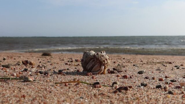 Hermit crab in Nabq reserve in Sinai in Egypt moving away on sea shore