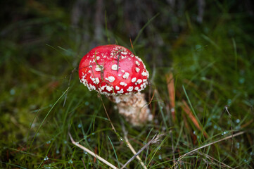 Bright red and poisonous toadstool in autumn in forest 