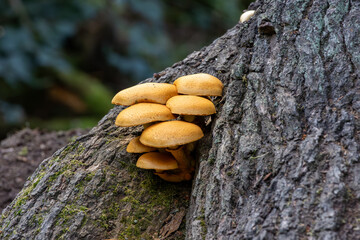 Summer honey mushroom (Kuehneromyces mutabilis) in a forest on an oak tree
