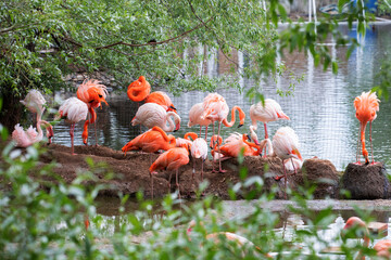 A lot of bright birds - pink and Caribbean flamingos - nest among green trees near the water in the Moscow Zoo.