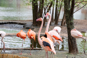 Majestic pink and Caribbean flamingos rests by the water in the Moscow Zoo.