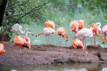 A flamboyance of pink and caribbean flamingos resting by the water at the Moscow zoo.