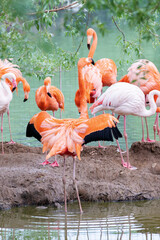 A flamboyance of pink and caribbean flamingos resting by the water at the Moscow zoo.